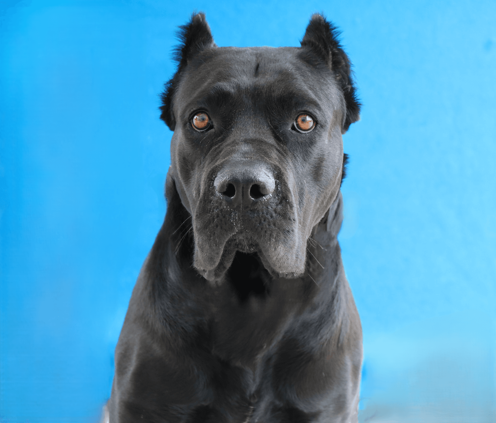 Mamba - Cane Corso Mastiff