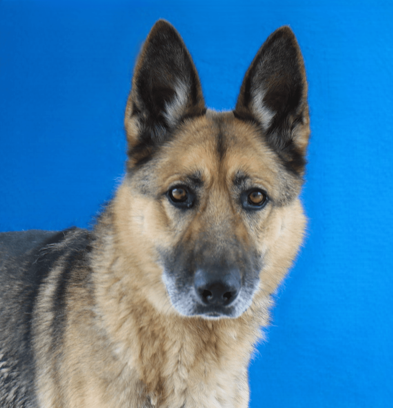 Odin - German Shepherd Dog