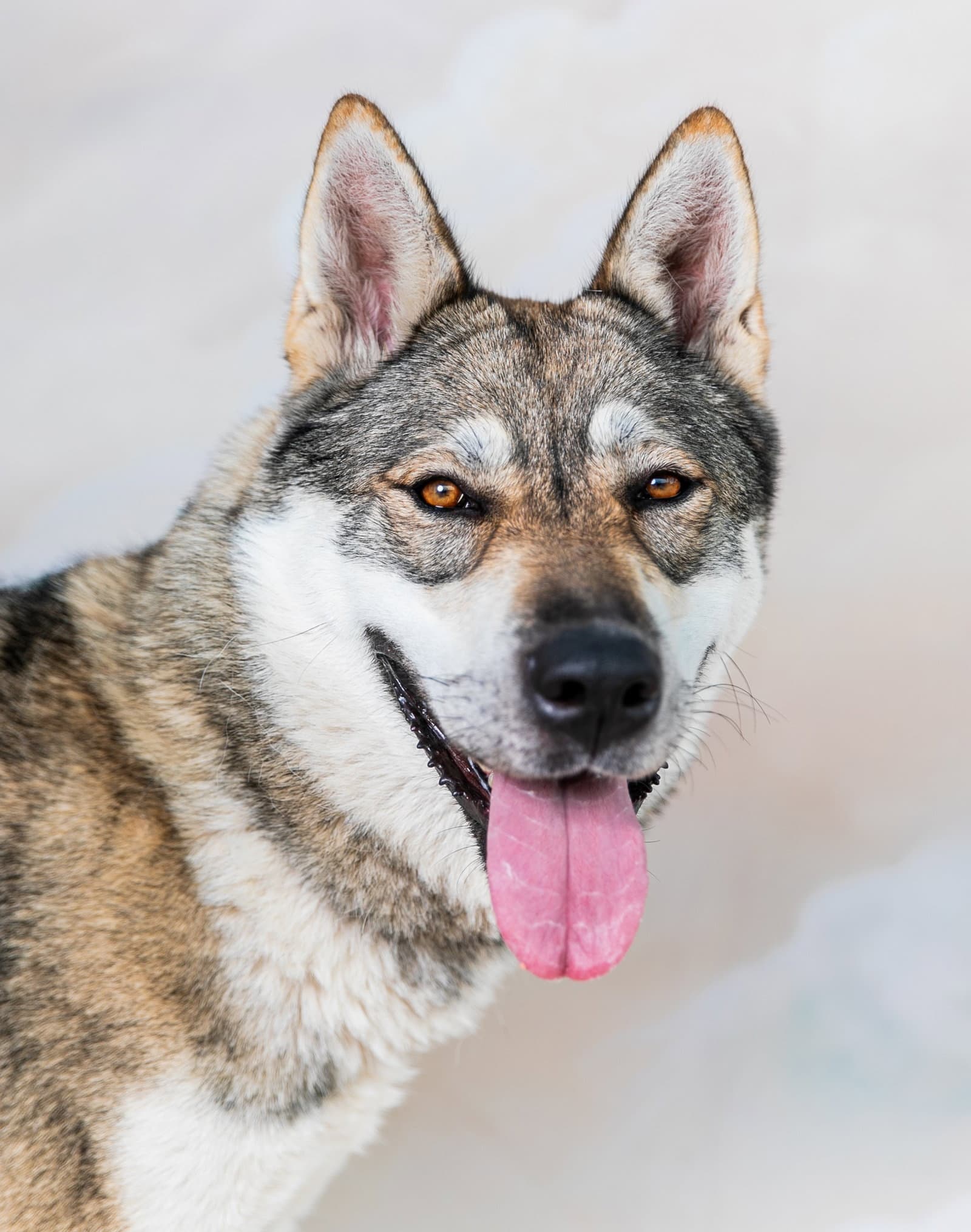 Willa - Siberian Husky
