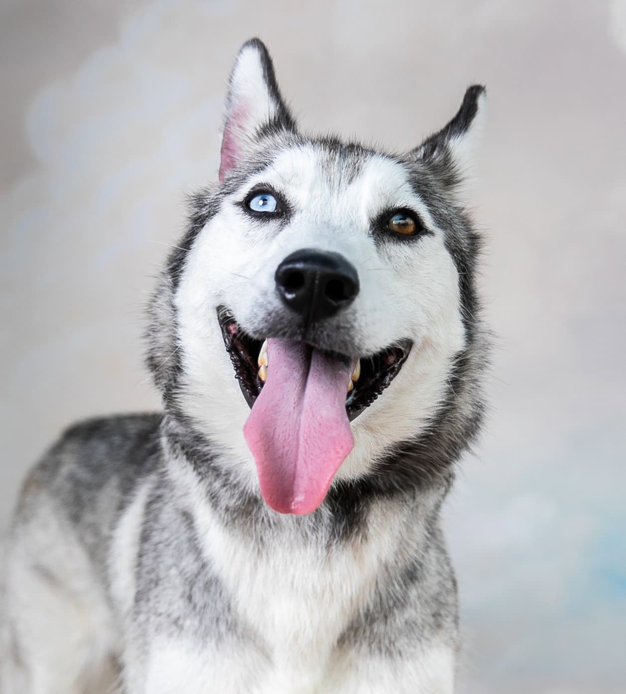 Blue - Siberian Husky