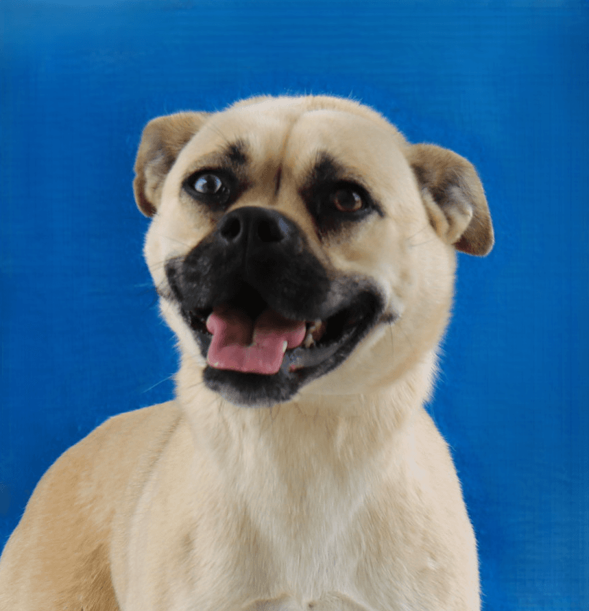 Cuba - Pug