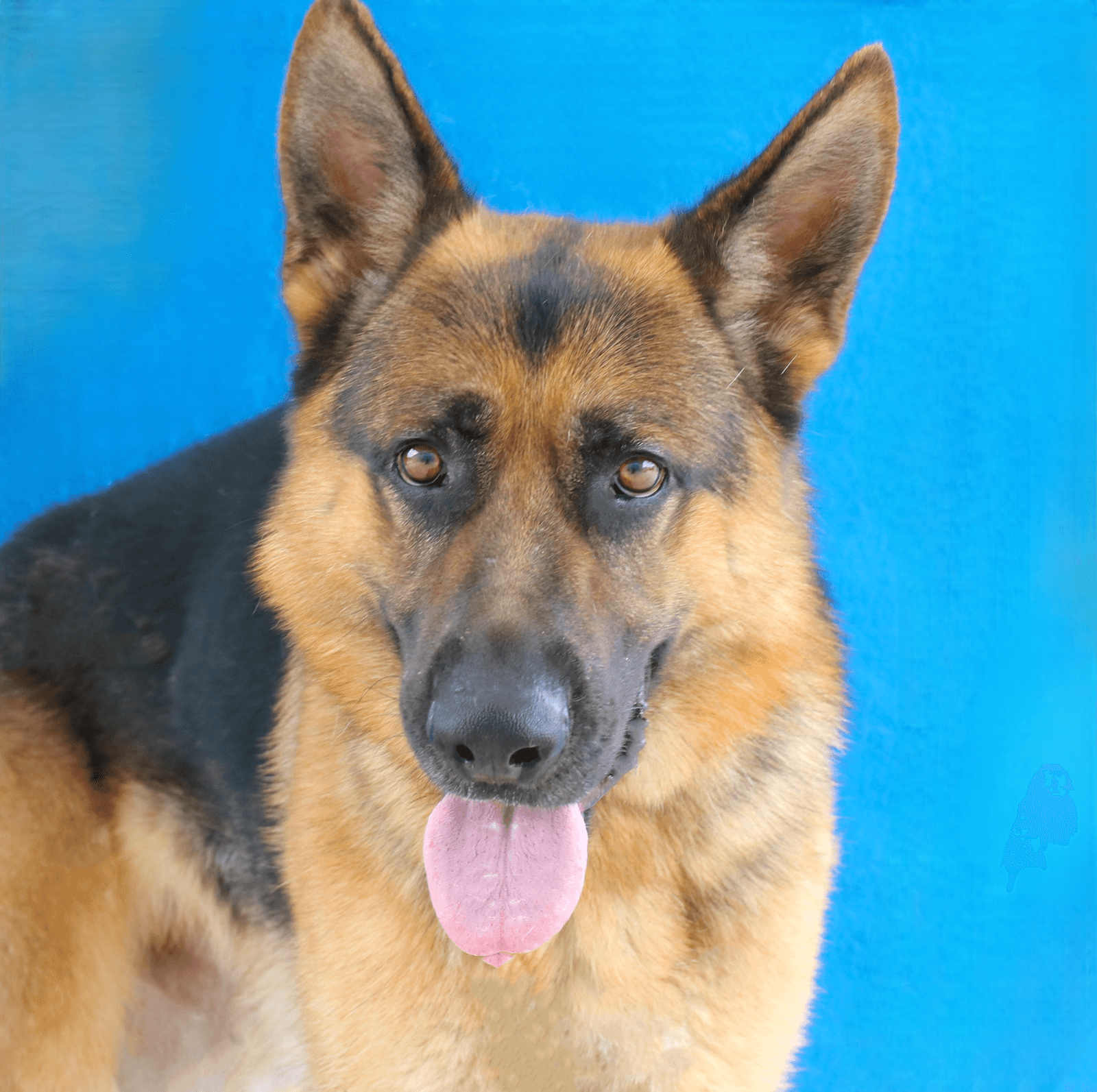 Cola - German Shepherd Dog
