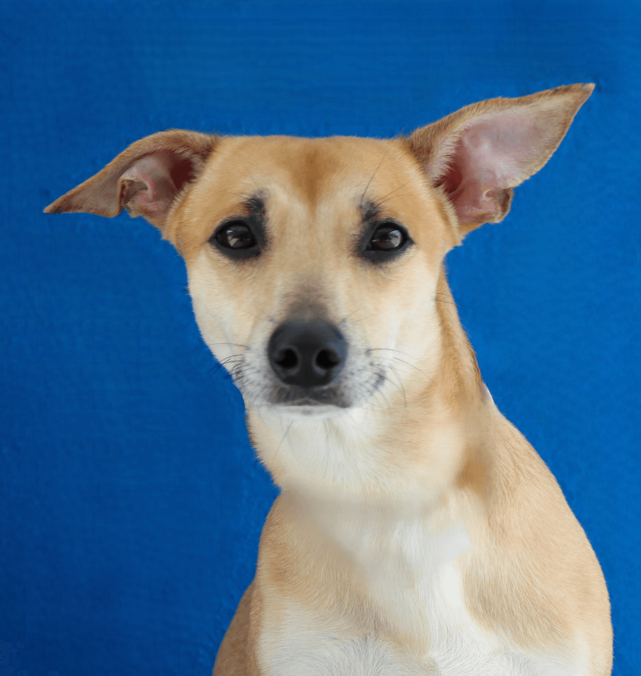 Homali - Terrier