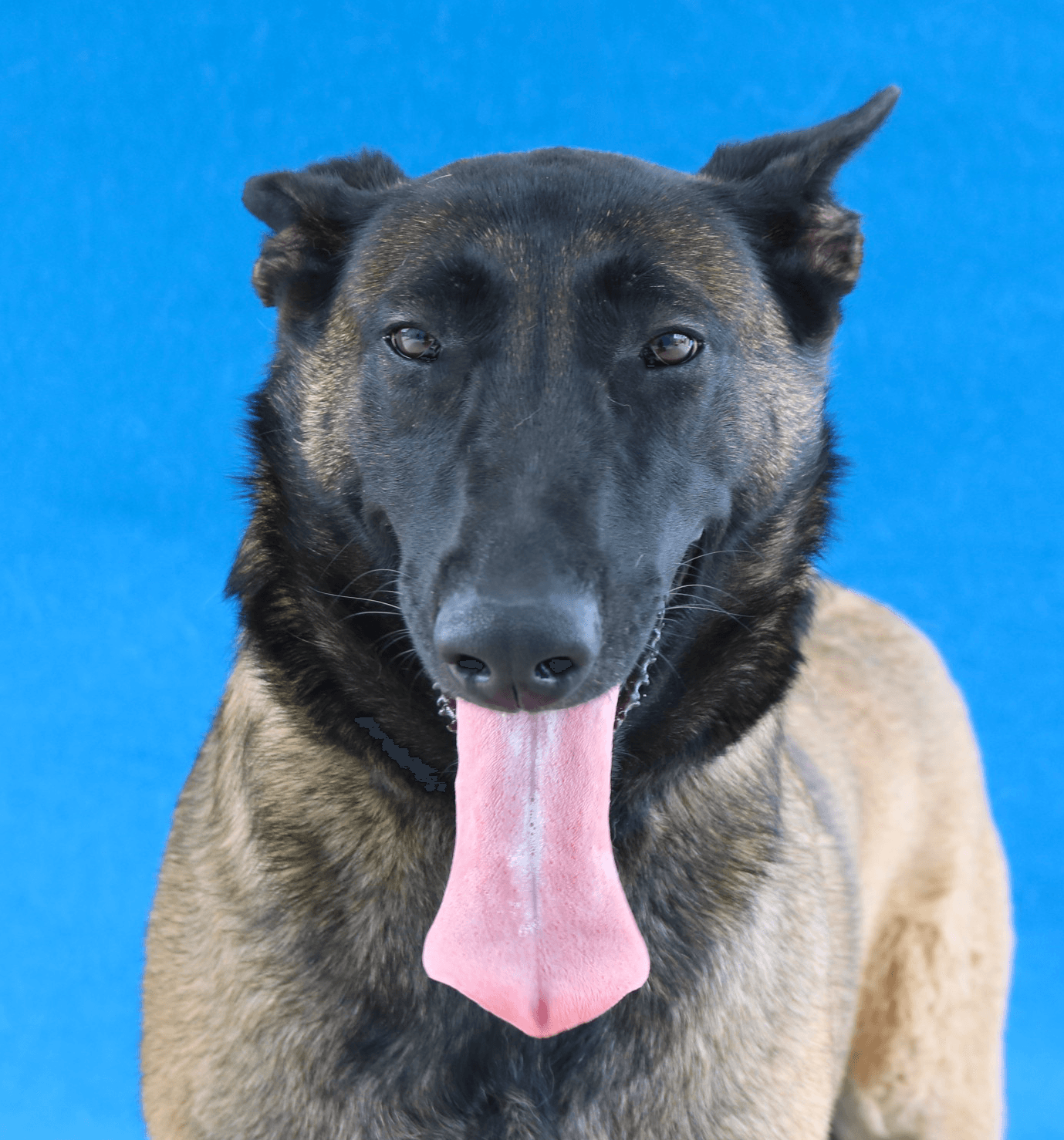 Sasha - Belgian Shepherd Malinois