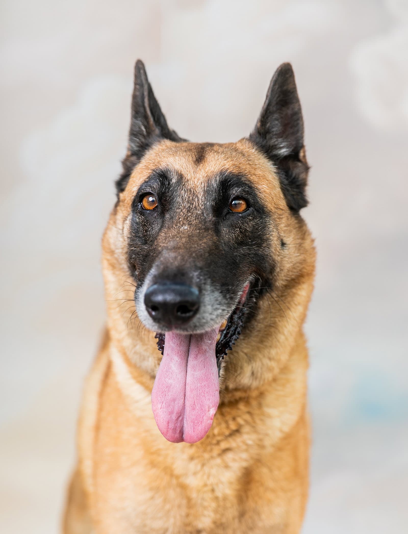 Shakira - Belgian Shepherd Malinois