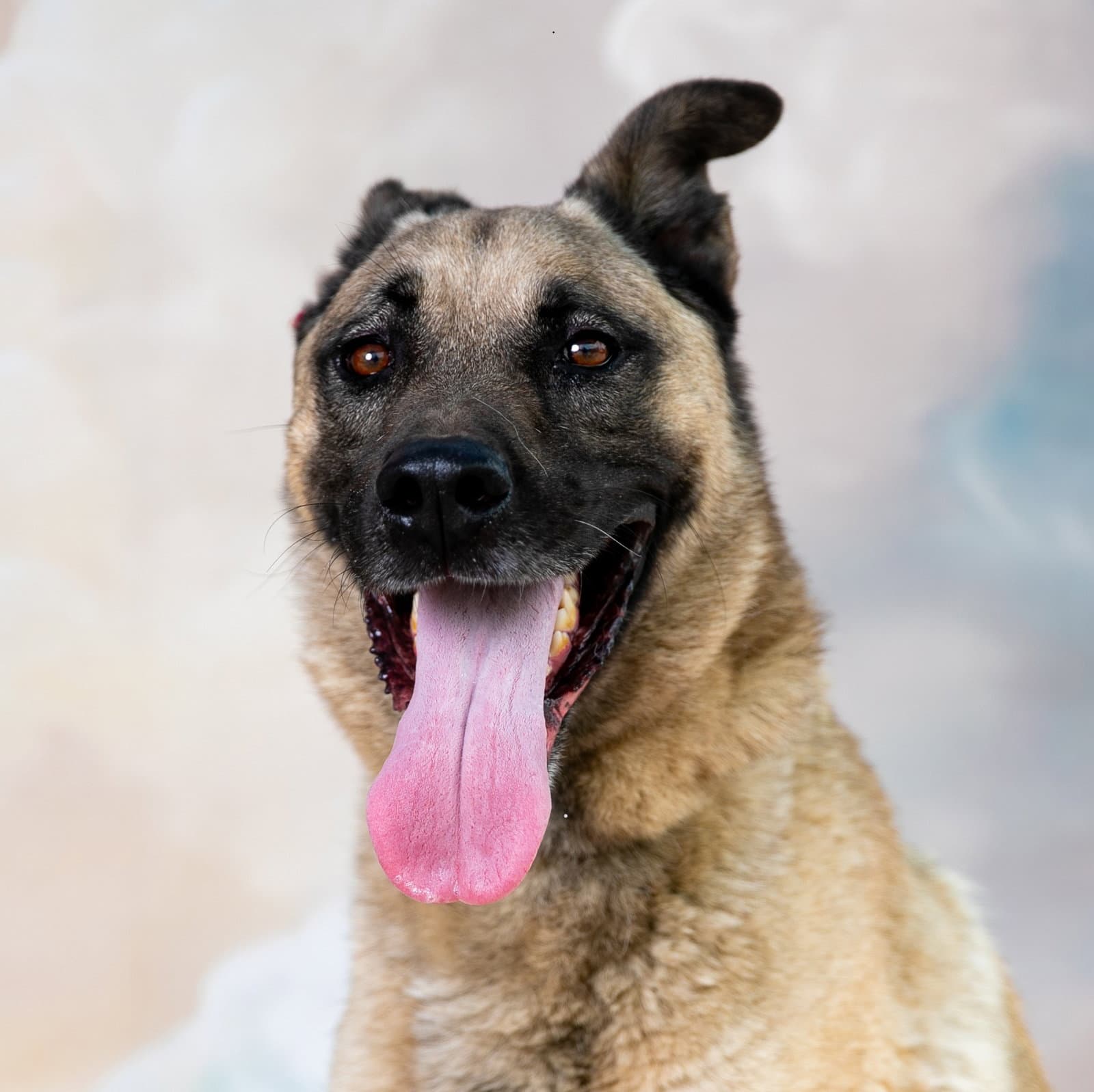 Yoda - German Shepherd Dog