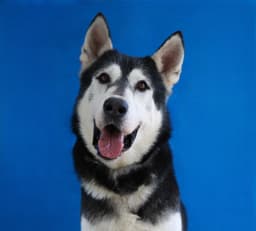 Jake image 1