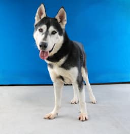 Jake image 2
