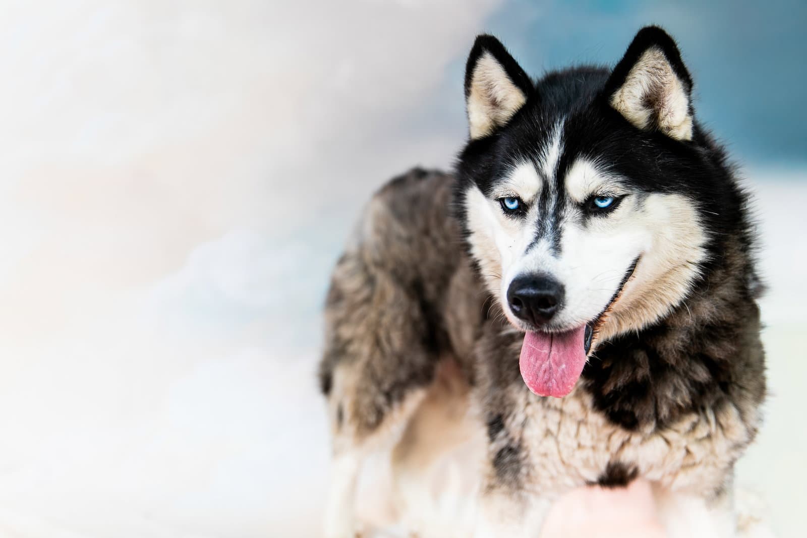 Ellie - Siberian Husky