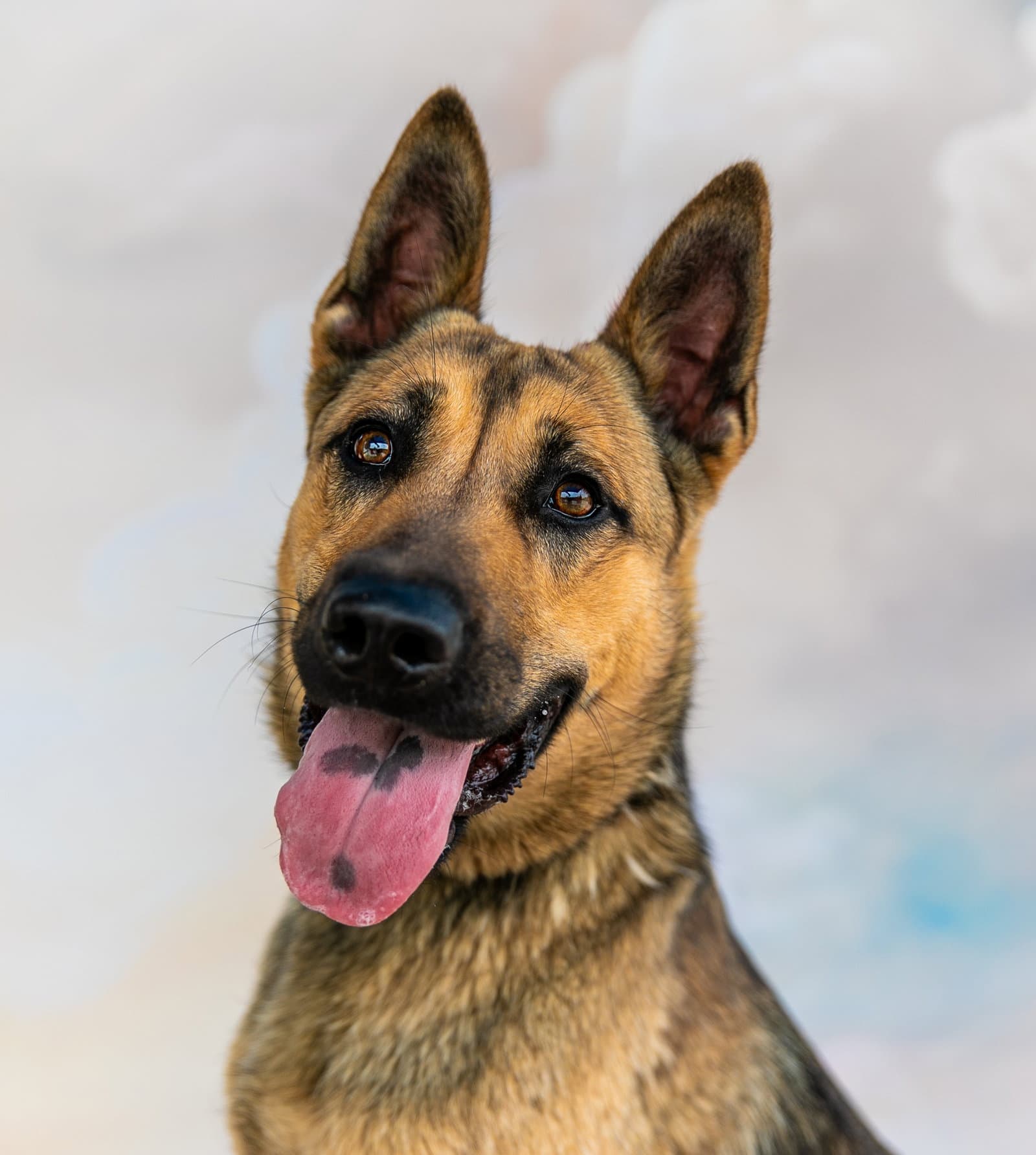 Jackson - German Shepherd Dog