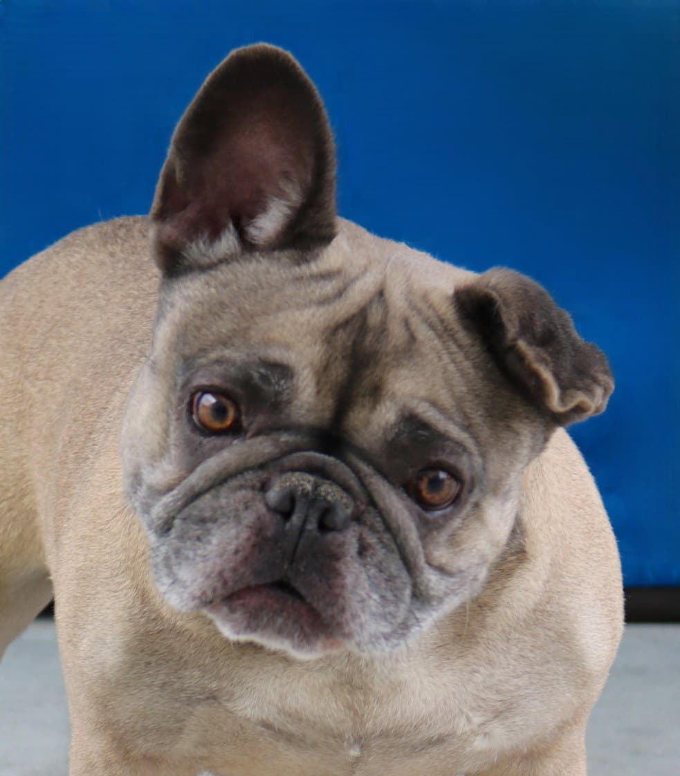 Missy - Pug