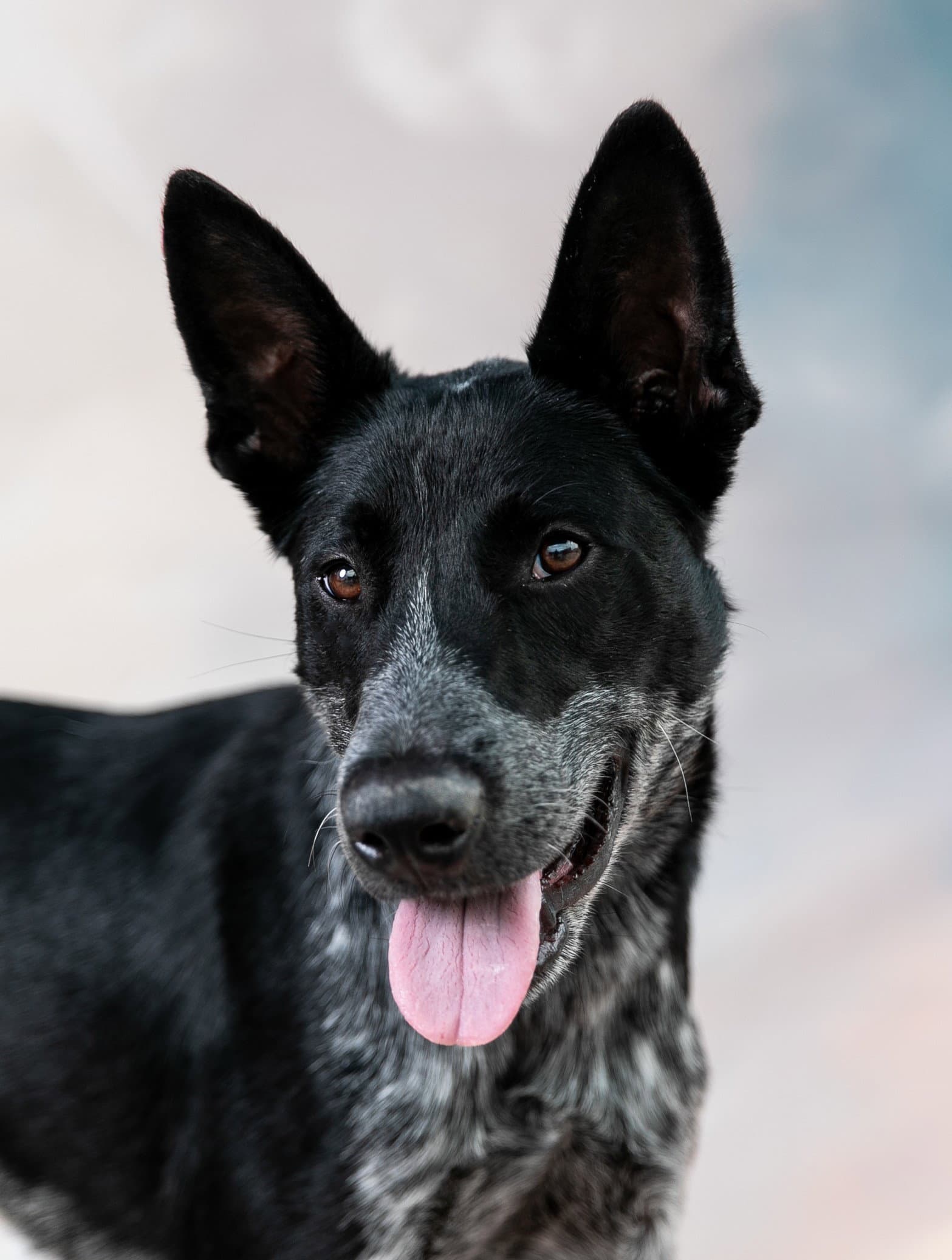Cal - Australian Kelpie