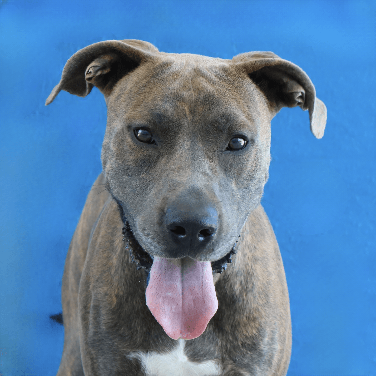 Rusy - Pit Bull Terrier