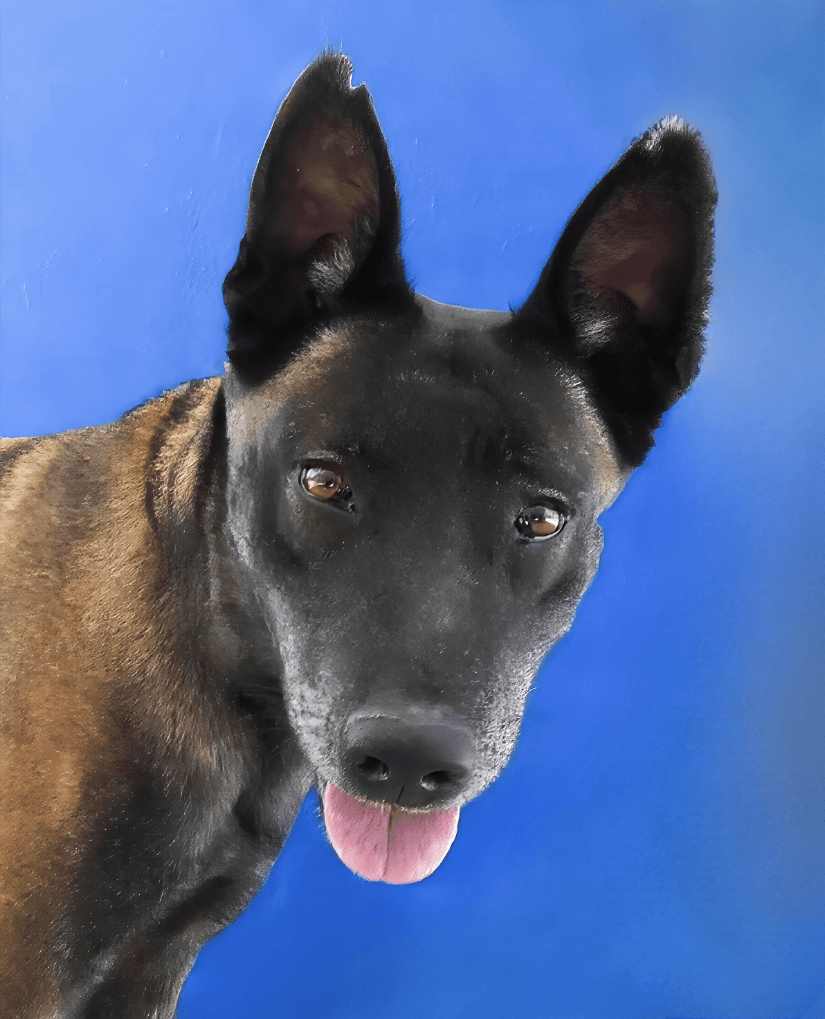Nutmeg - Belgian Shepherd Malinois