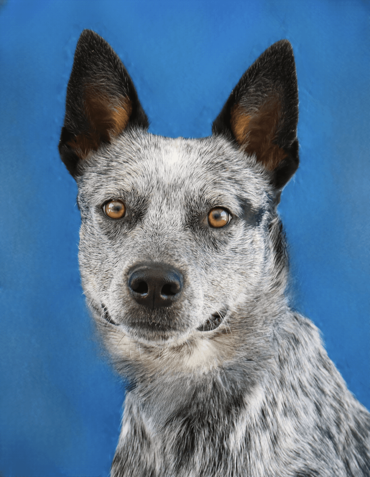 Oneill - Australian Cattle Dog/Blue Heeler