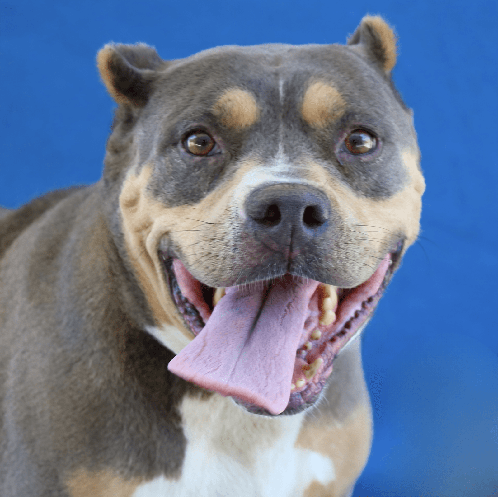 Amelia - Pit Bull Terrier