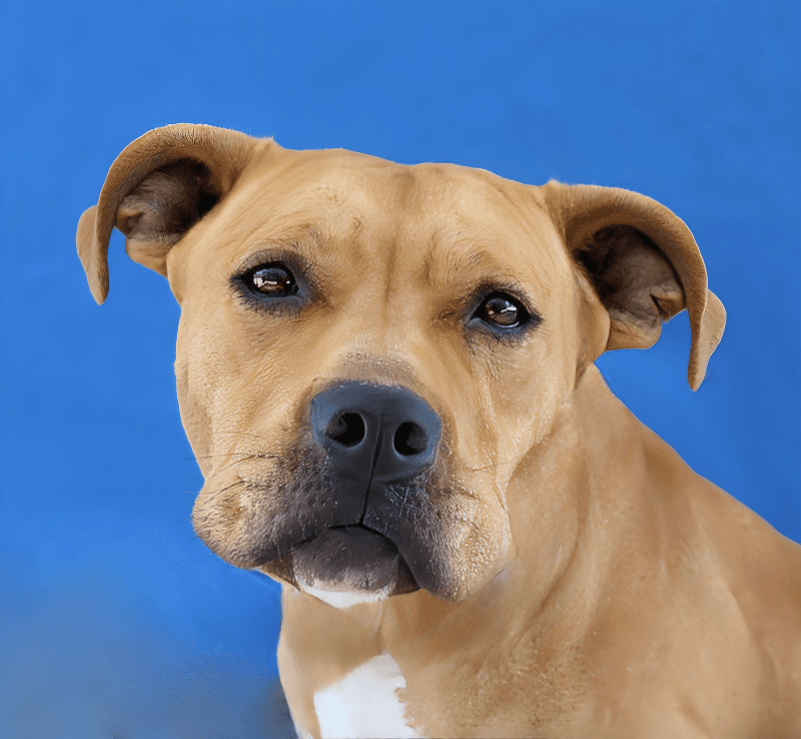 Mona - Pit Bull Terrier