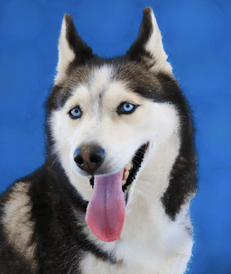 Bella image 1