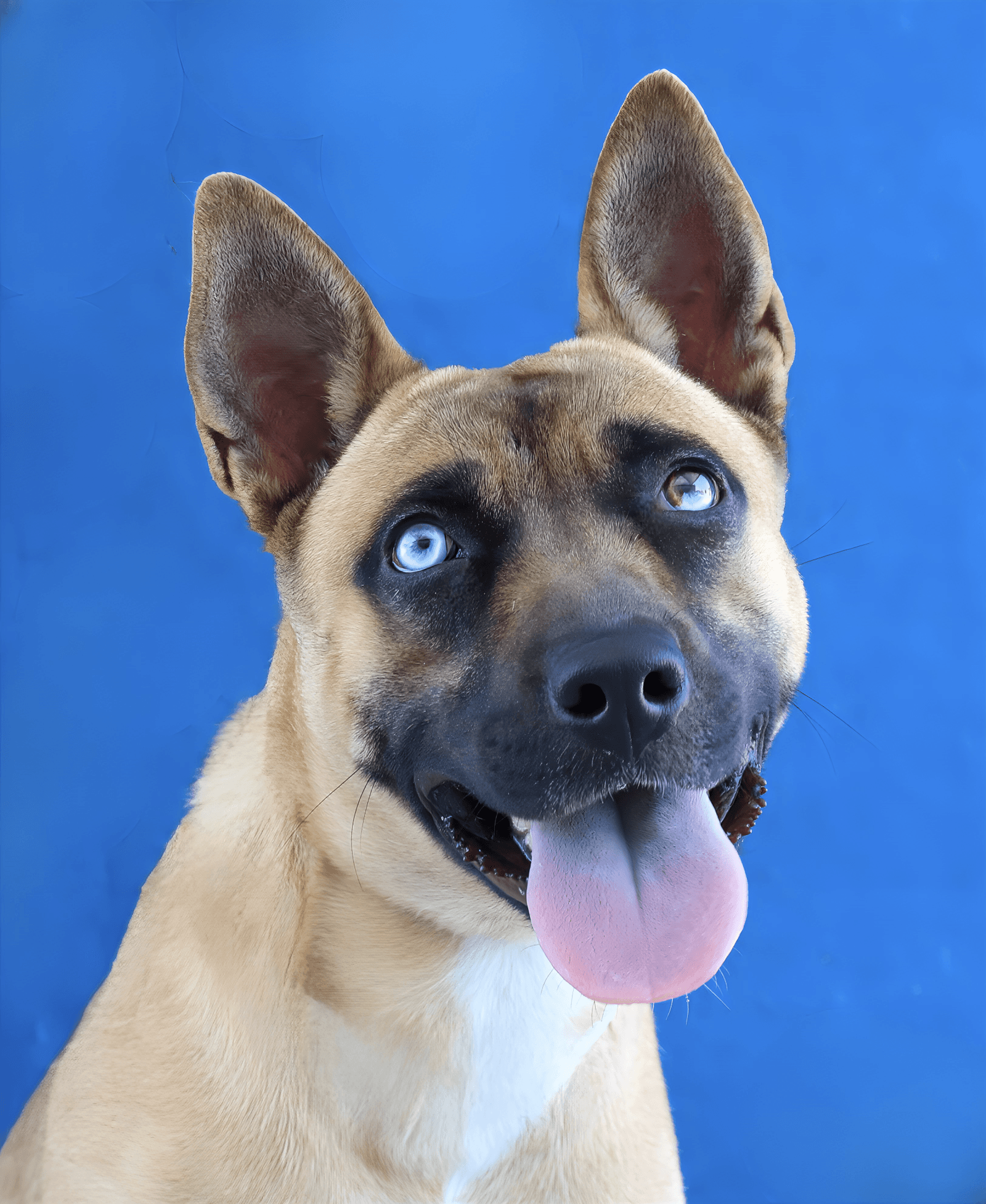 Emerald - German Shepherd Dog