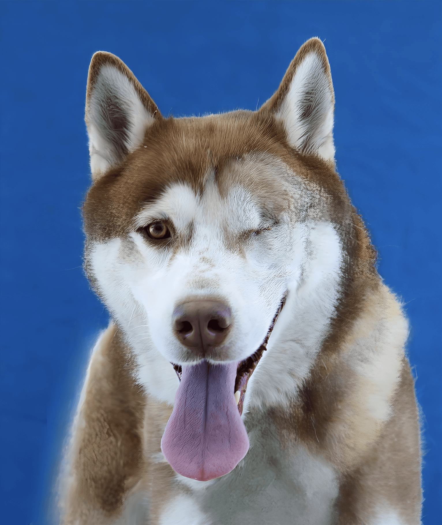 Atlas - Husky