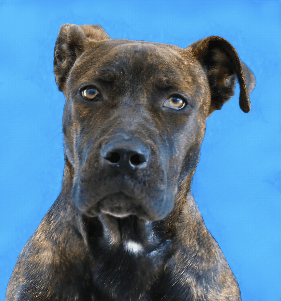 April - Plott Hound