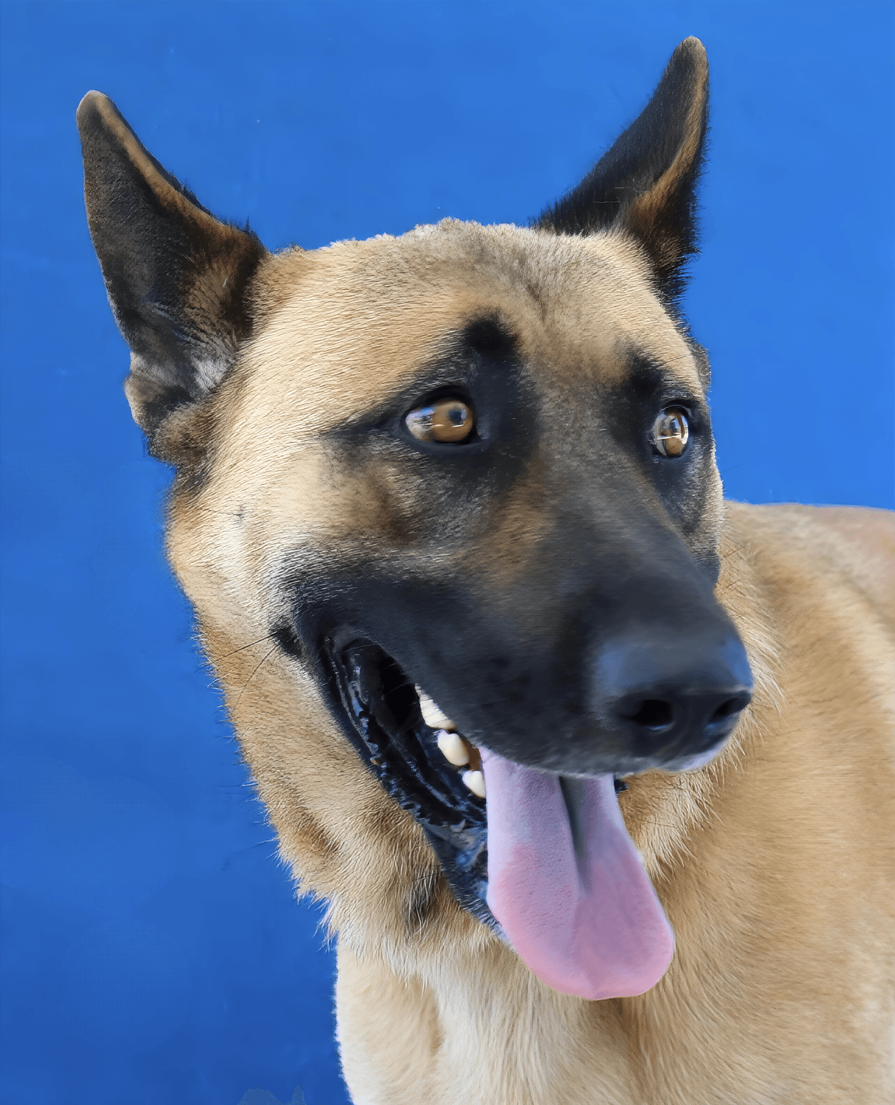 Lucky - German Shepherd Dog