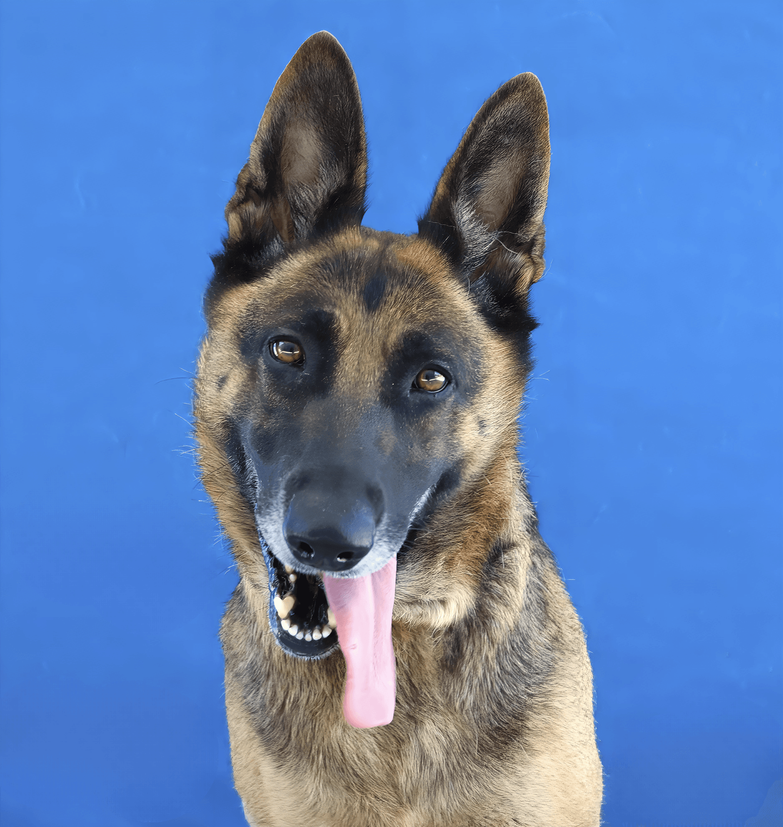 Lady - German Shepherd Dog