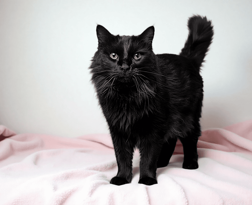 Lucy - Domestic Medium Hair