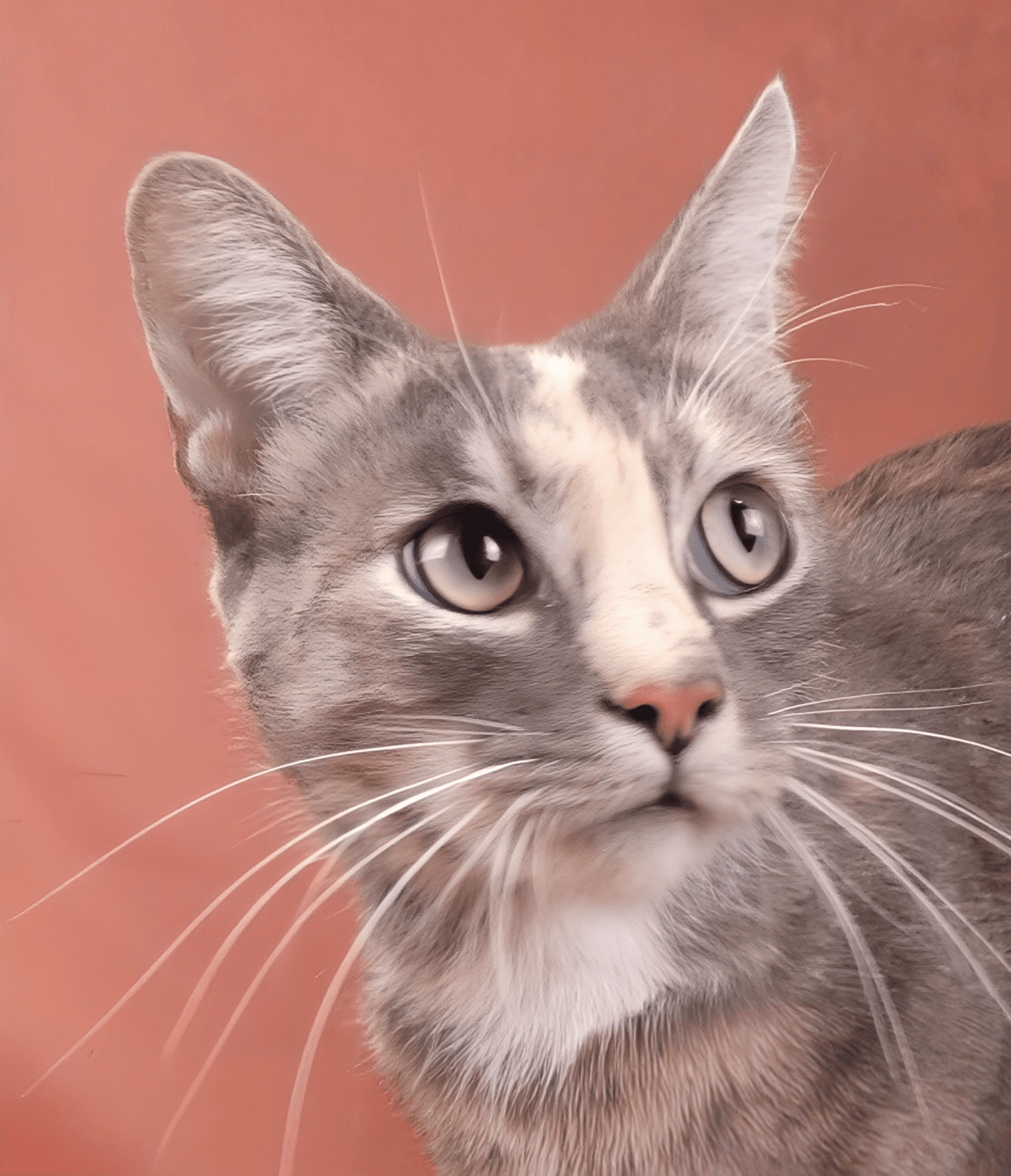 Sarabi - Domestic Short Hair