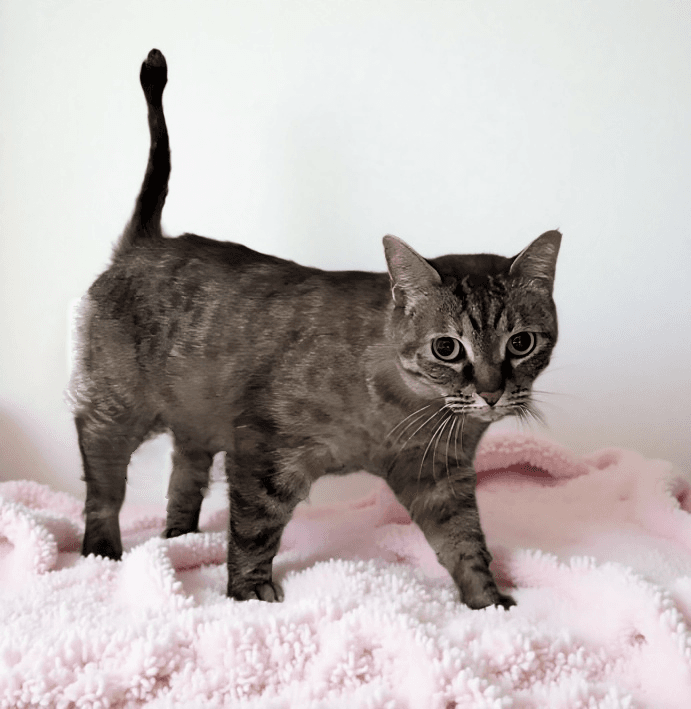 Julia - Domestic Short Hair