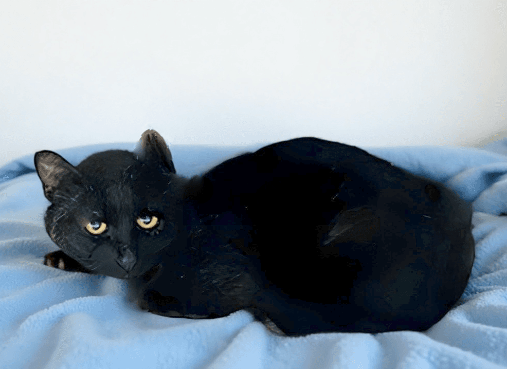 Baraka - Domestic Short Hair