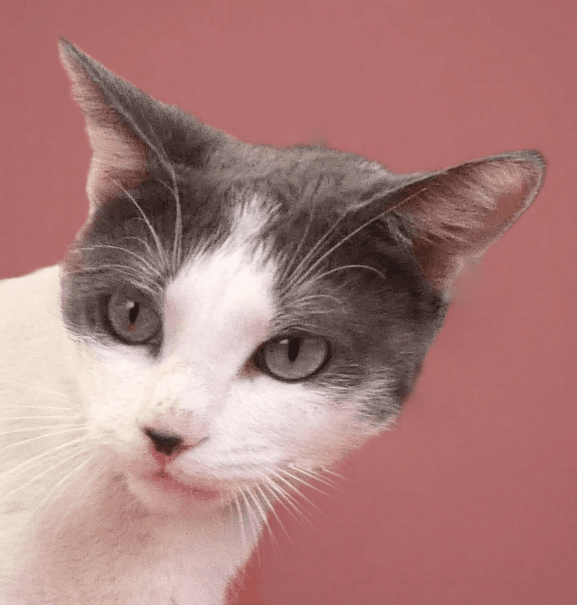 Charlot - Domestic Short Hair