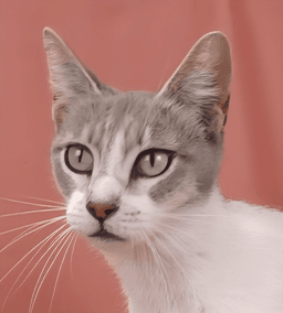 Chewy image 1