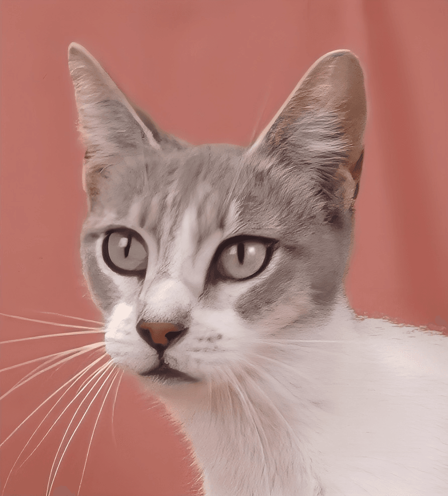 Chewy - Domestic Short Hair