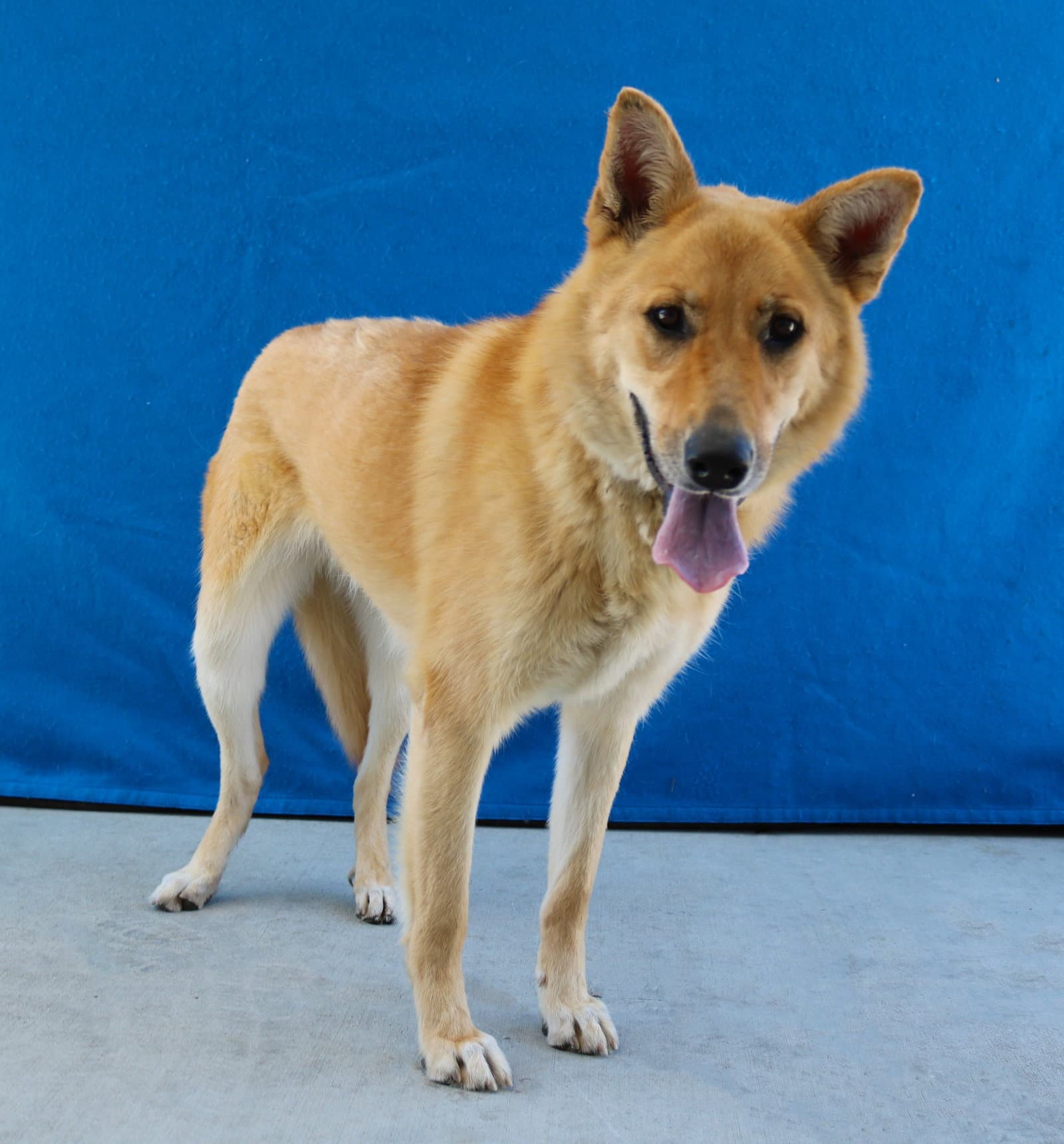 Chloe - Carolina Dog