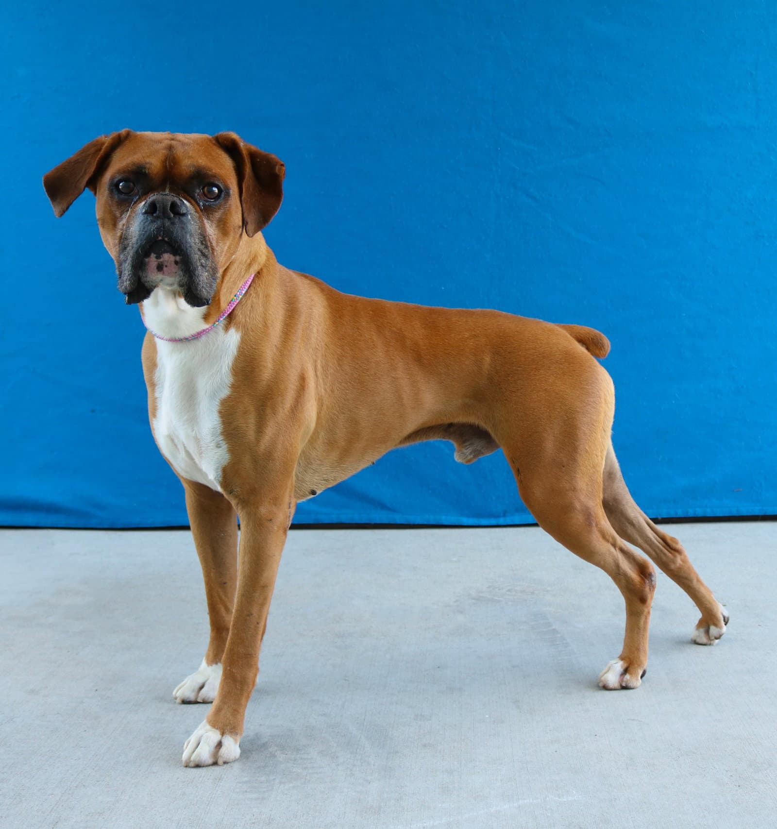 Spot - Boxer
