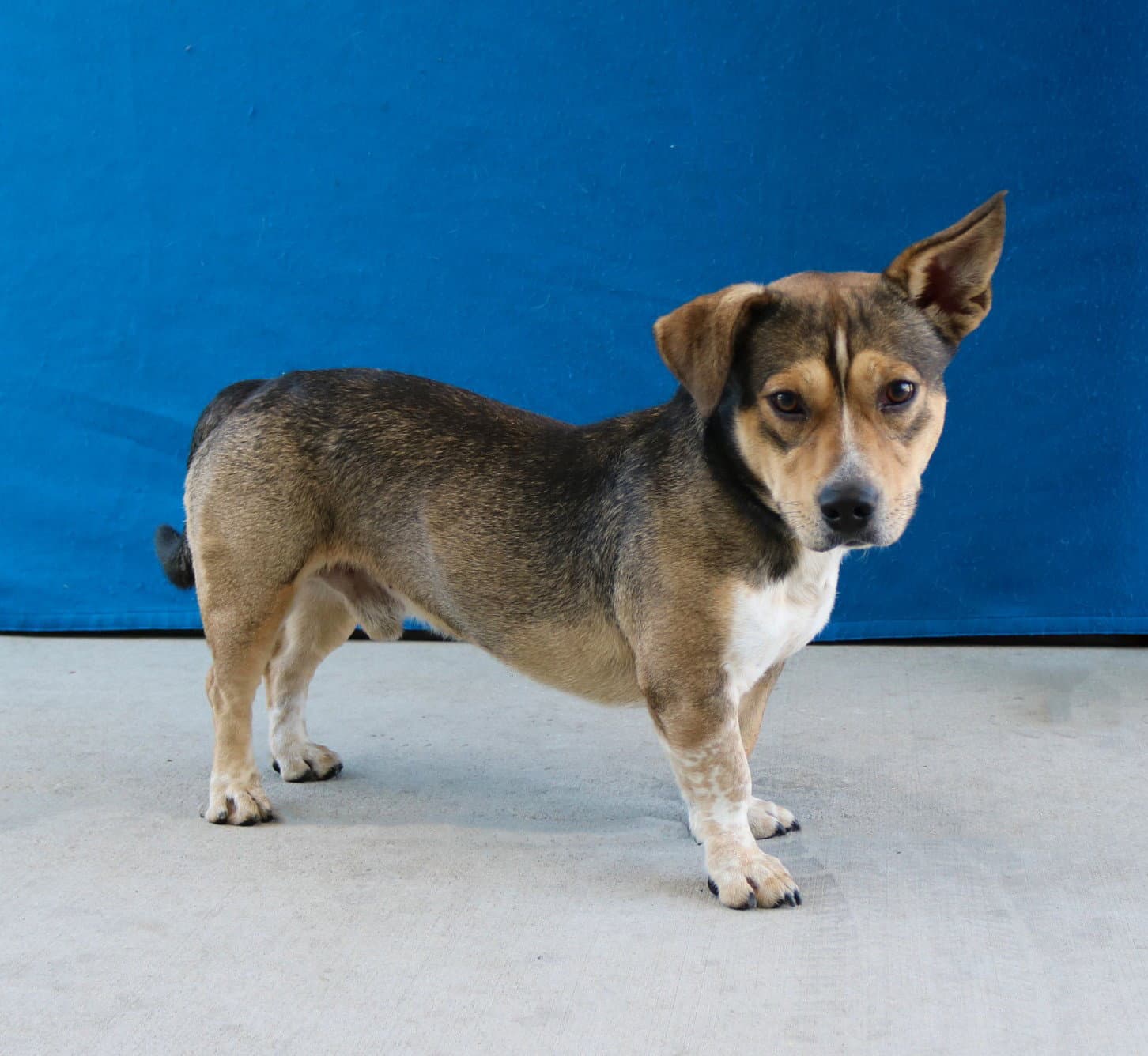 Chato - Corgi