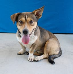 Chato image 2