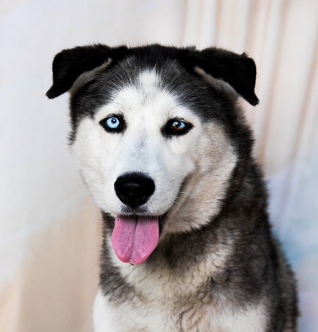 Heidi - Siberian Husky