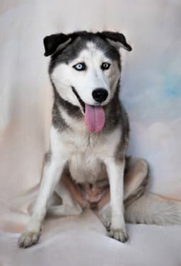 Heidi image 2