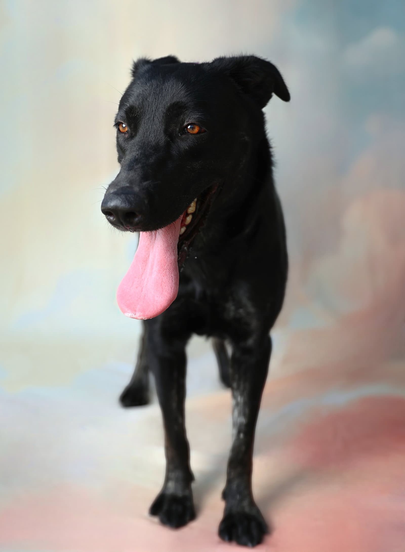 Princess - Labrador Retriever