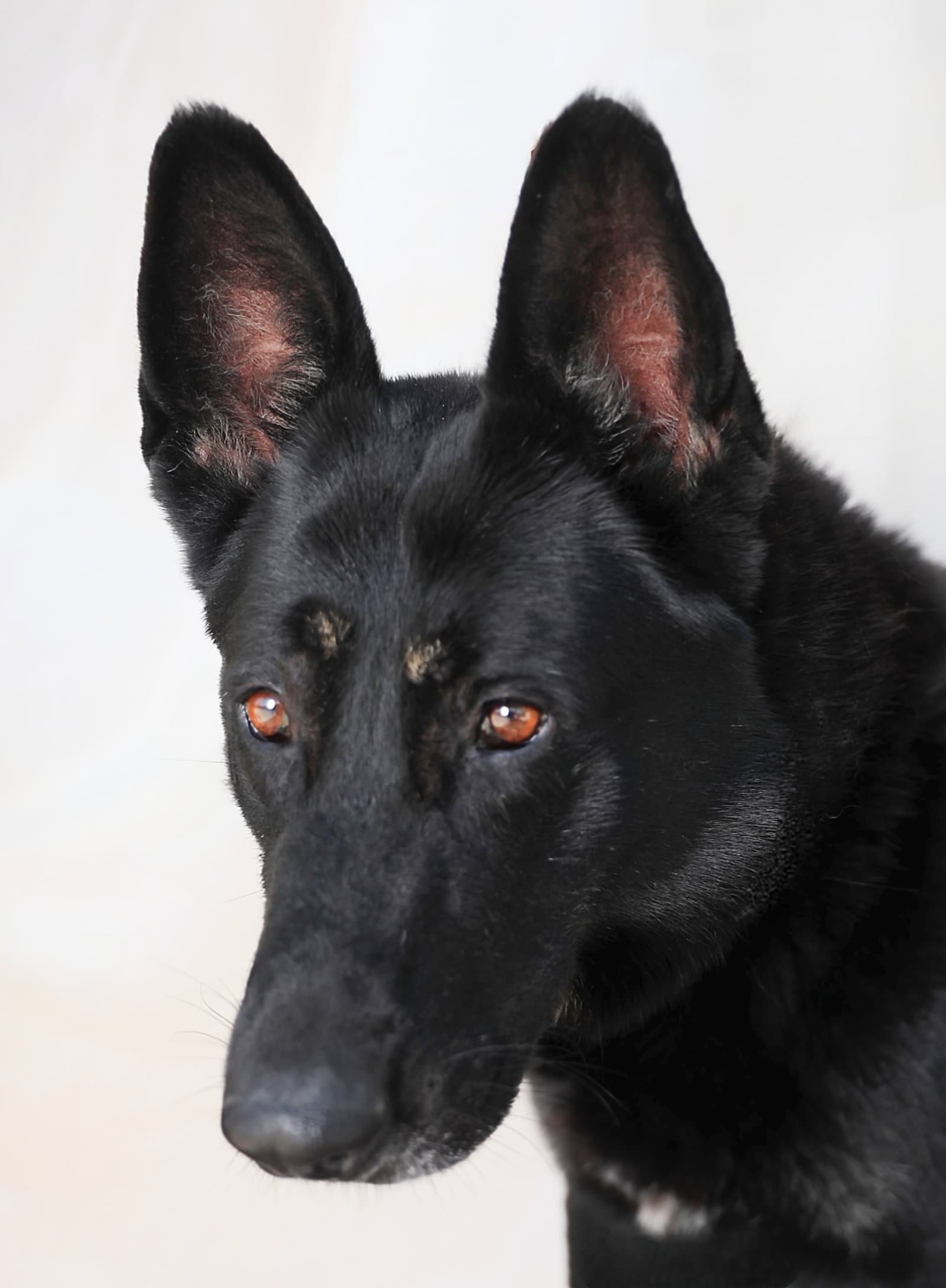 Jerry - German Shepherd Dog