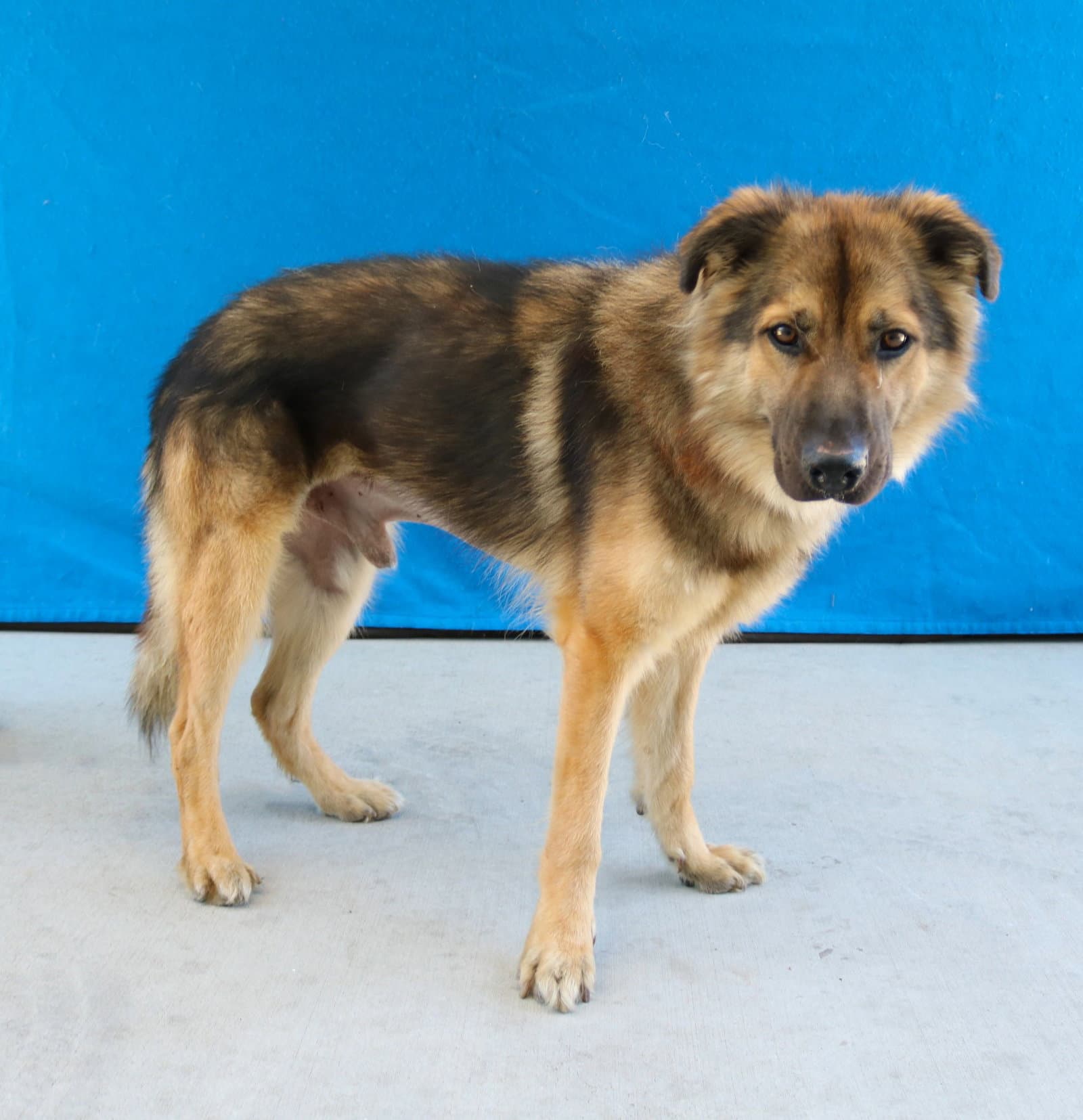Oso - German Shepherd Dog