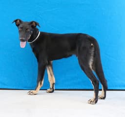Jocko image 1