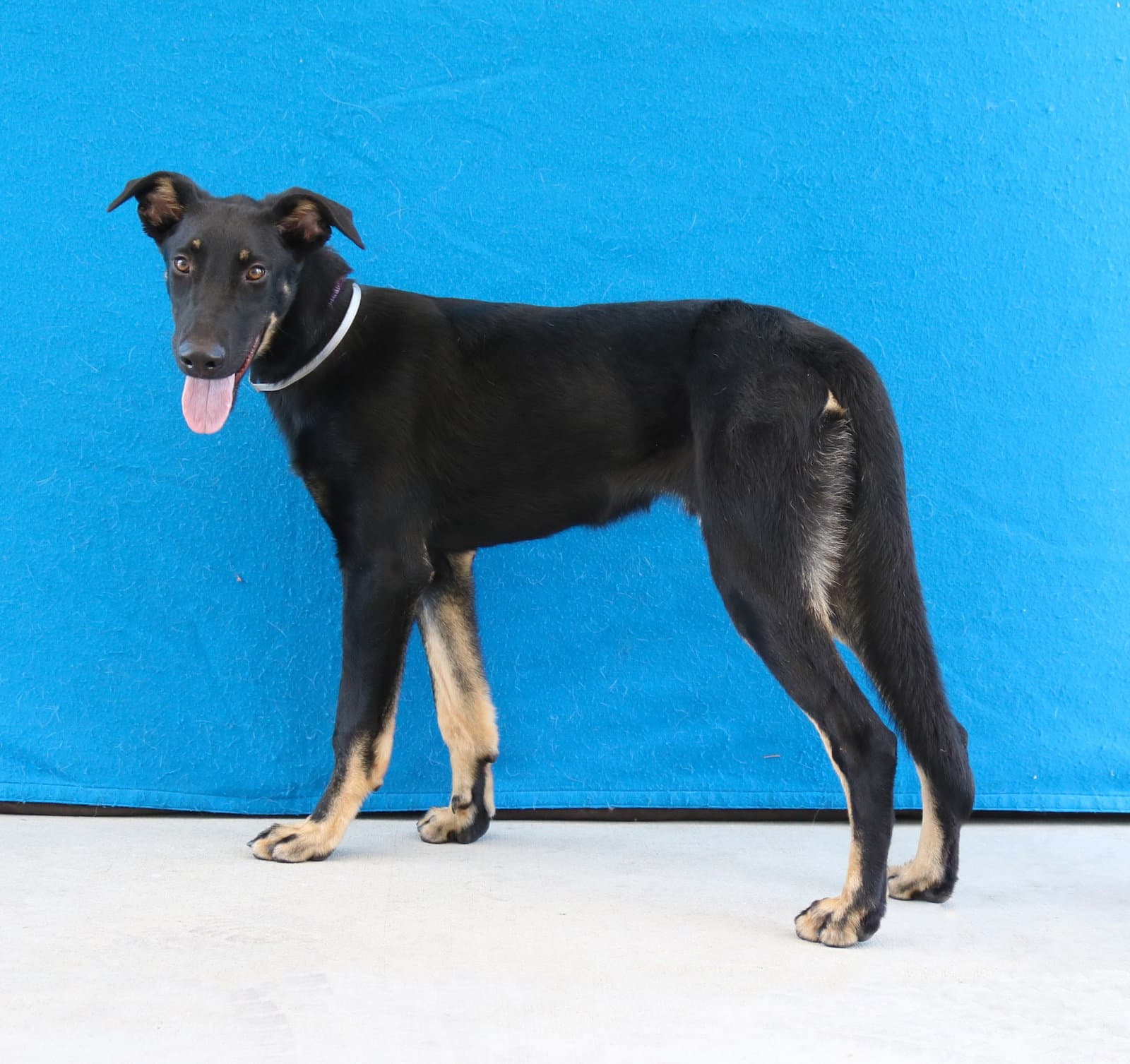 Jocko - Doberman Pinscher