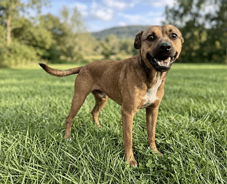 Tj - Retriever