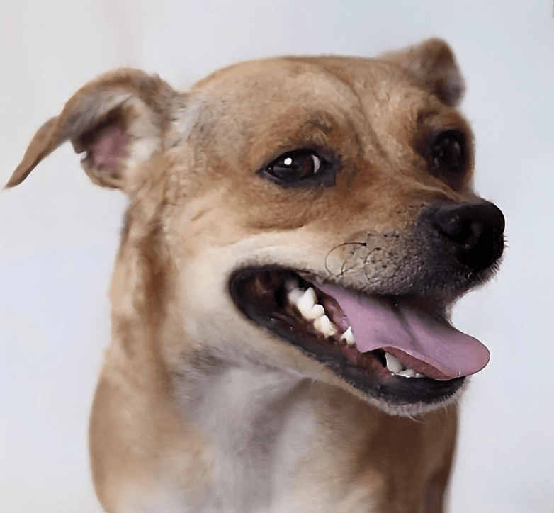 Tom - Chihuahua