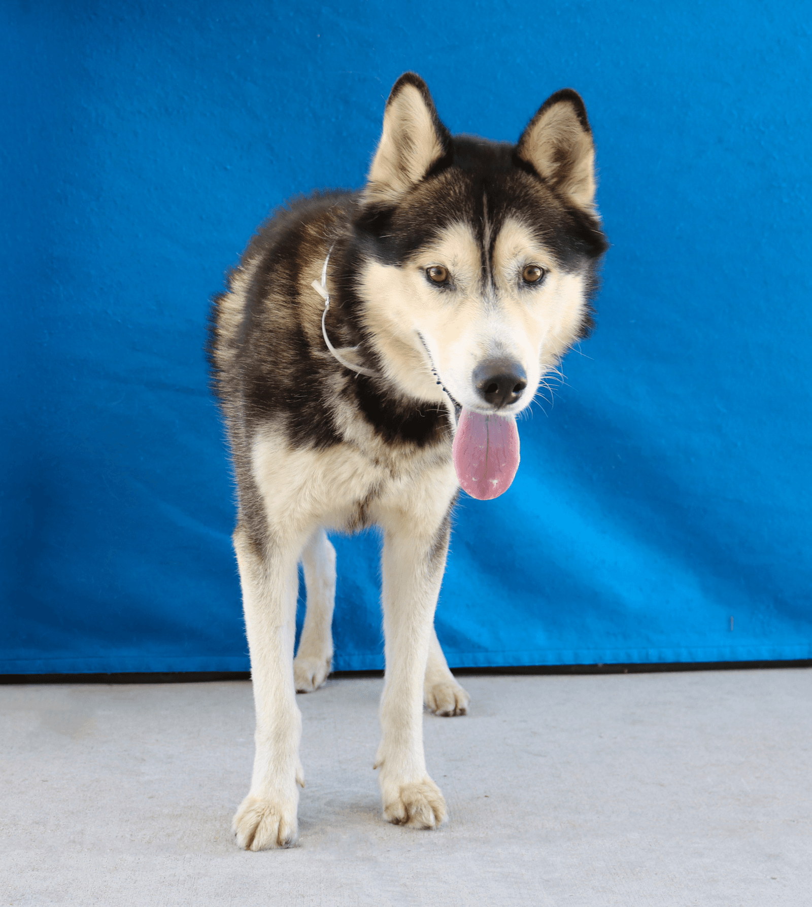 Turner - Siberian Husky