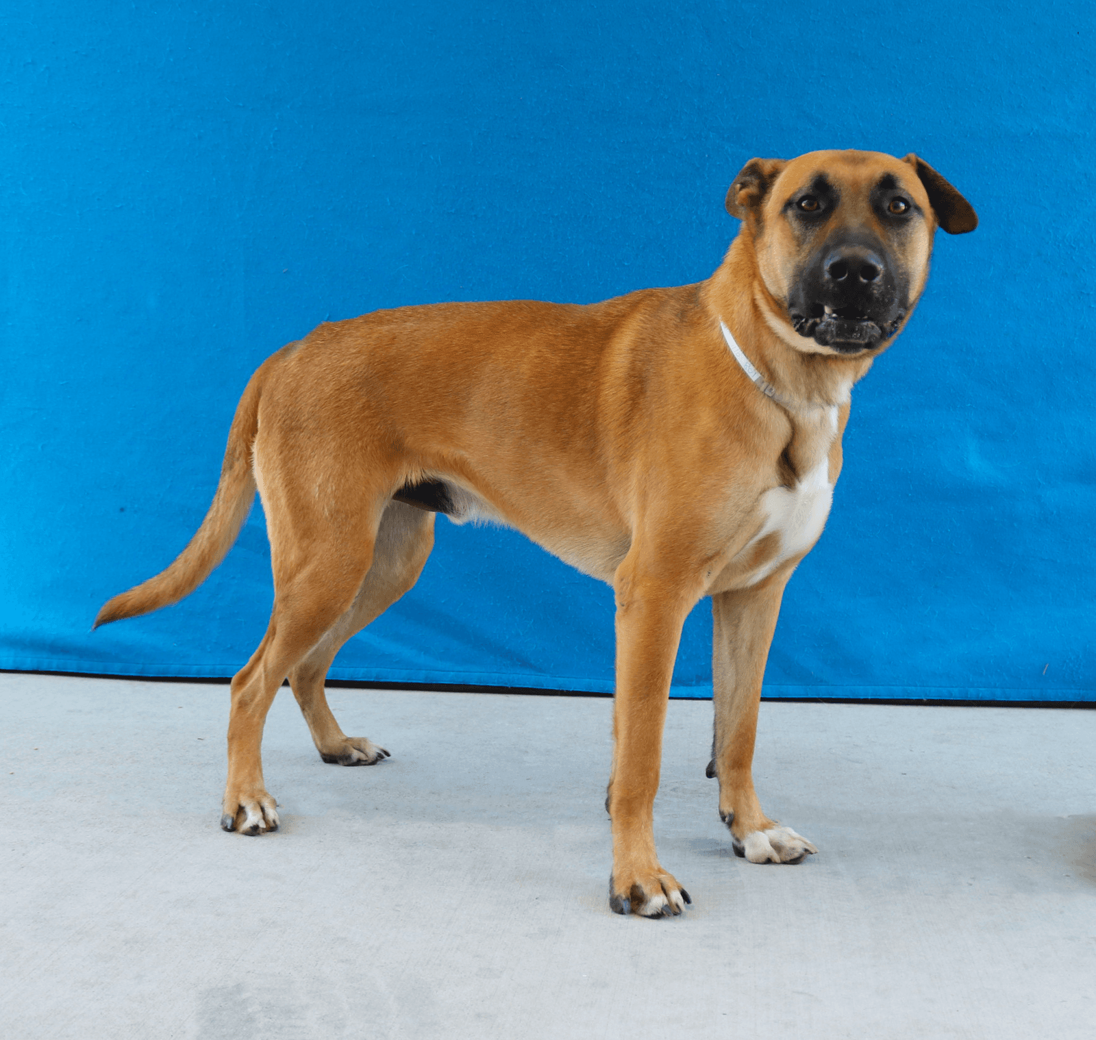 Bruno - Belgian Shepherd Malinois