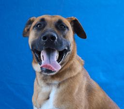 Bruno image 2